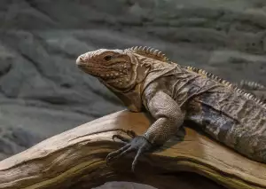 Zoo Obsazení